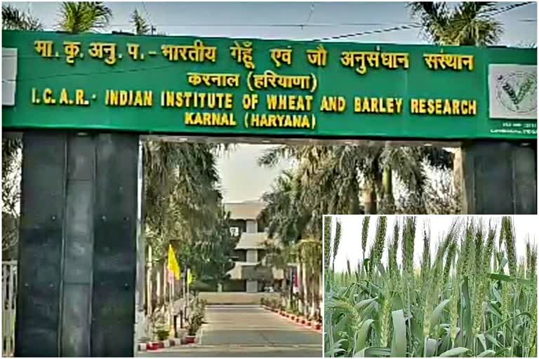 wheat varieties Scientists research in Karnal