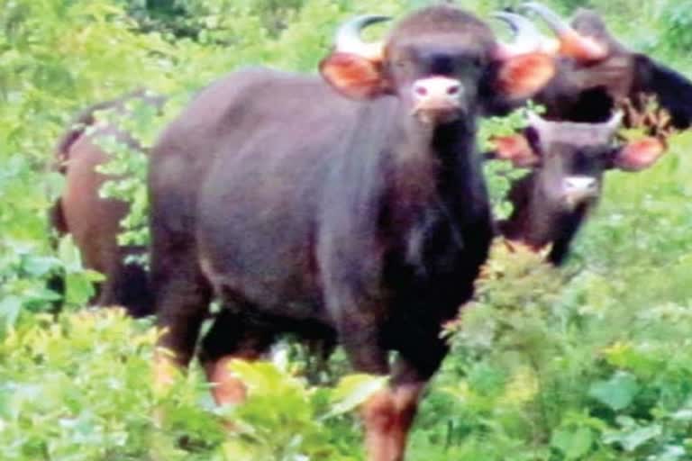 Gaur Died in Kaswand Forest