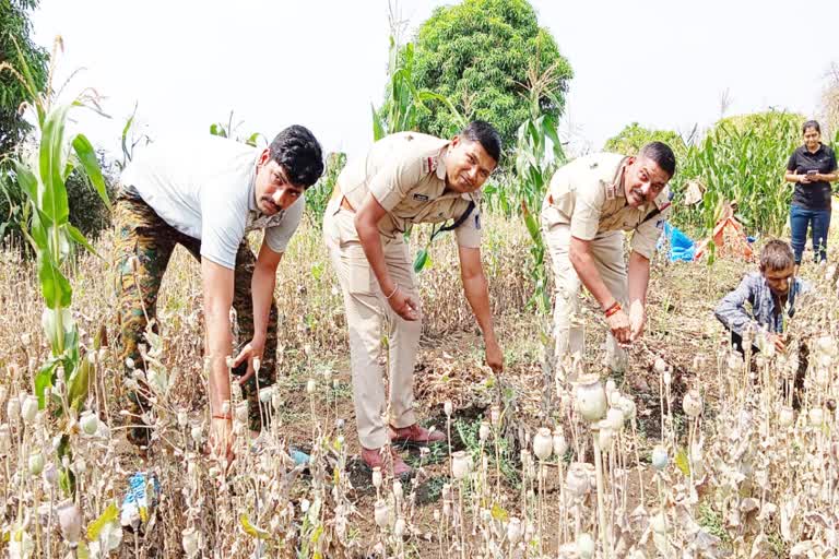 Khandwa Opium Farming