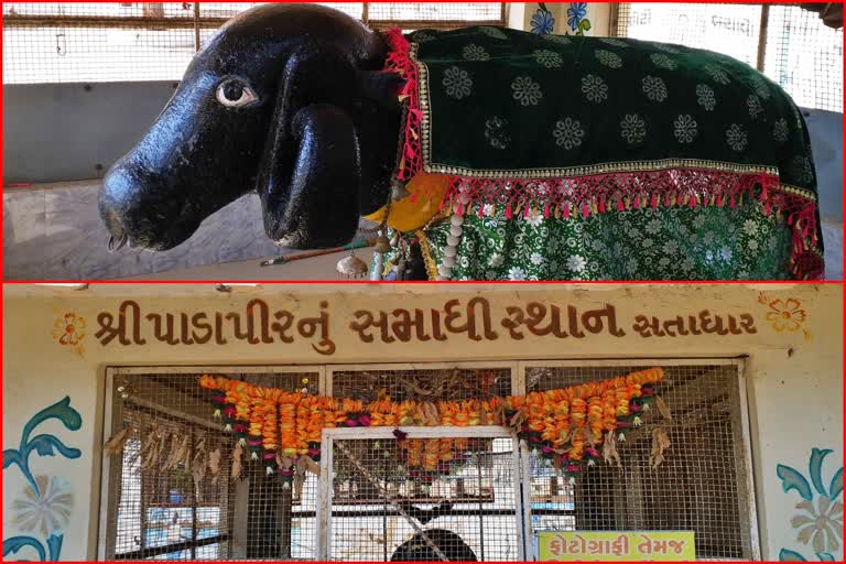 Junagadh News : સતાધારની જગ્યામાં પાડાપીર તરીકે પૂજાઈ રહ્યો છે ભેંસ પ્રજાતિનો નર પાડો