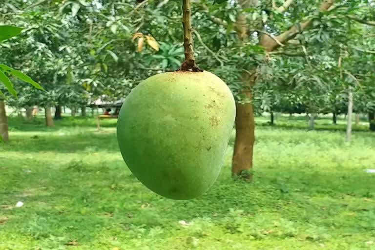 West Bengal to export 75 mango varieties to mark 75 years of Independence