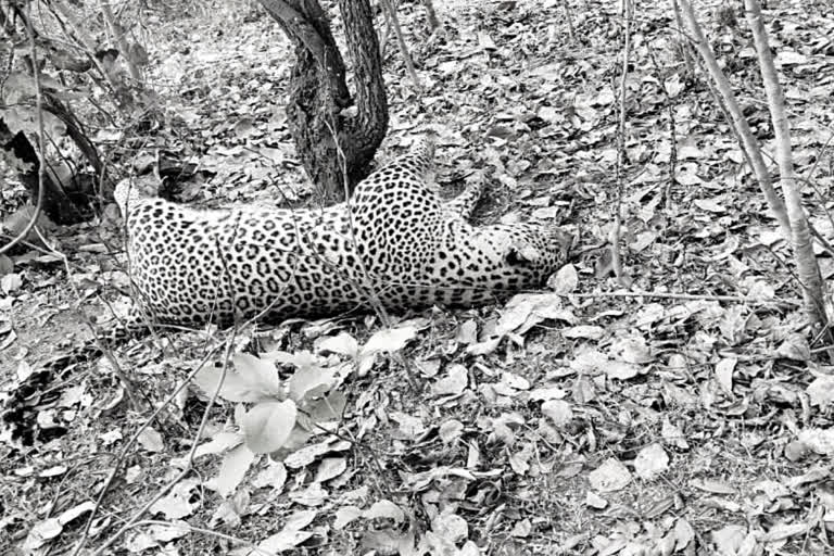 Gariaband leopard