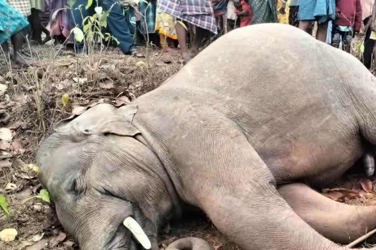 elephant died