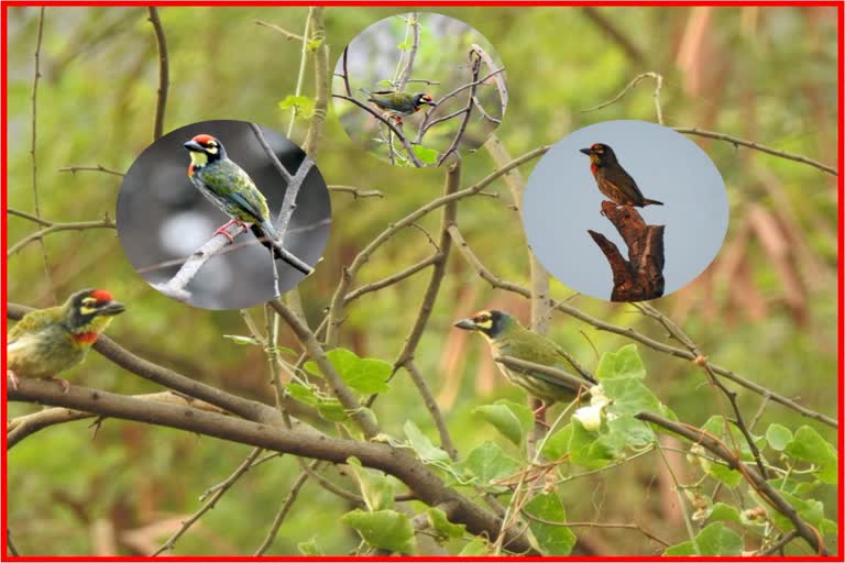 coppersmith barbet bird