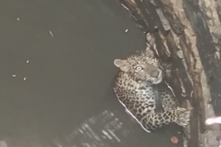 Leopard fell into well