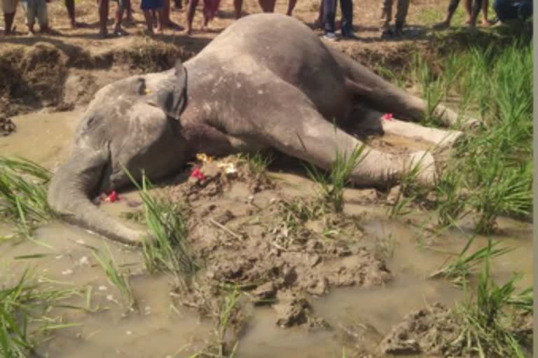 Etv BharatIn 3 years, 270 elephants were victims of electrocution, poaching, accidents