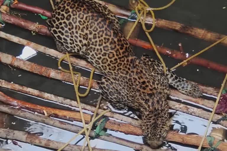 Leopard fell in well in Kanker