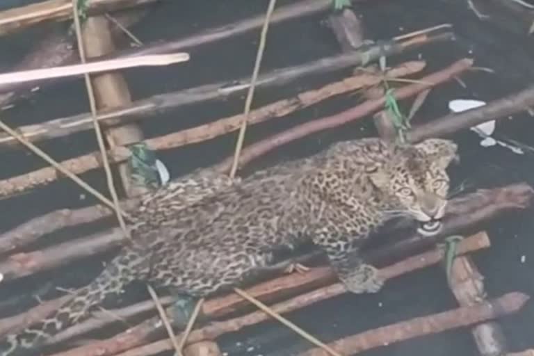 Successful rescue of leopard in Kanker