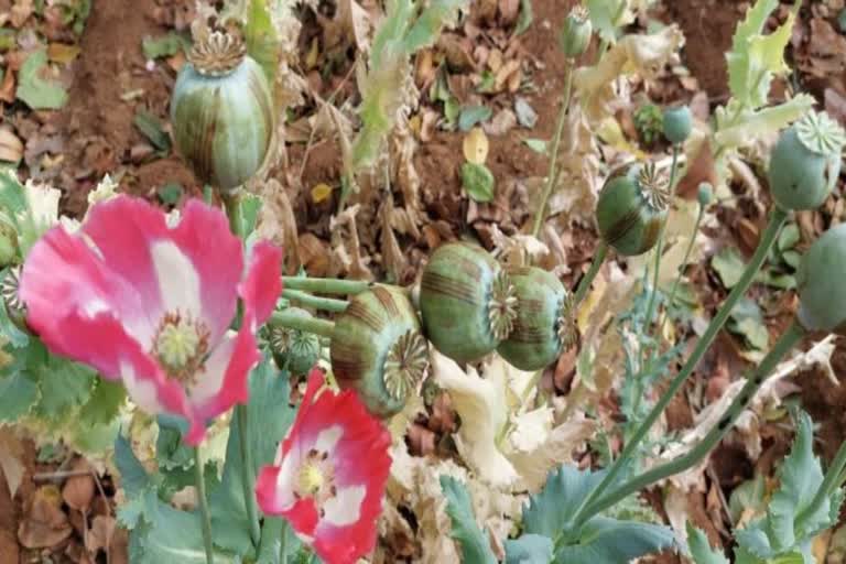 opium cultivation in redhakhol subdivision