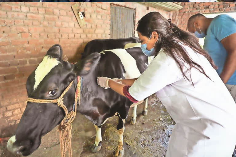 Mega vaccination campaign to prevent lumpy skin disease