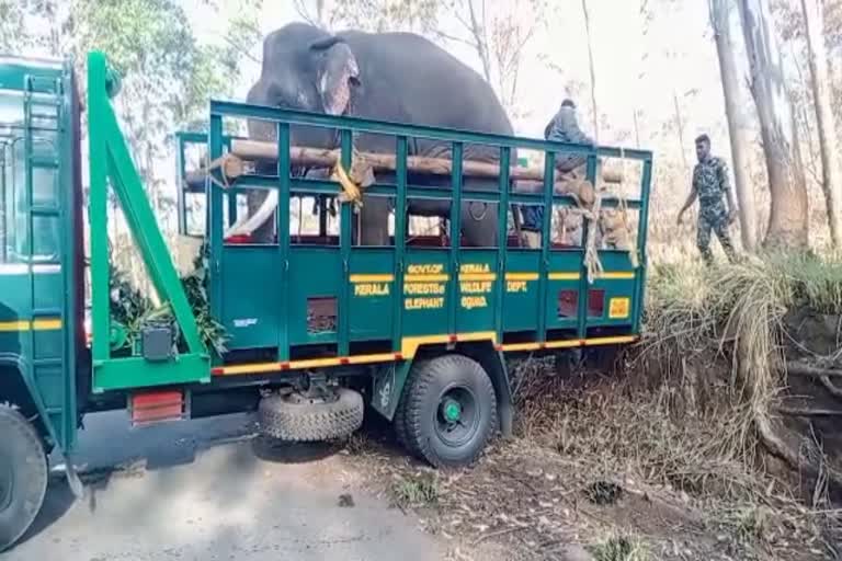 KUNKKIYANA  അരിക്കൊമ്പനെ പിടികൂടാന്‍ കുങ്കിയാനയെത്തി  Elephant came to capture wild Elephant Arikompan  Elephant Arikompan  Arikompan  Arikompan news updates  latest news of Arikompan  idukki news updates  latest news in idukki