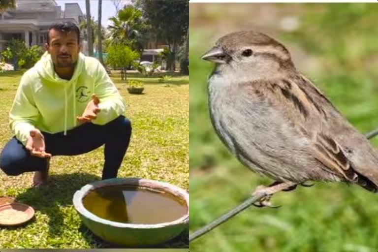 mayank agarwal request to the fans on world sparrow day