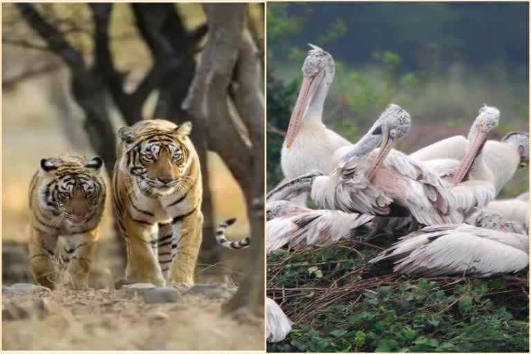 பெரியார் வனவிலங்கு சரணாலயம்