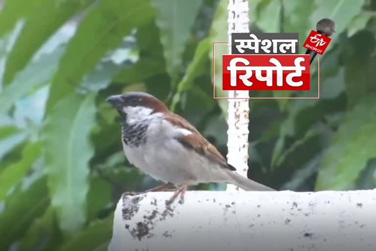 Etv Bharat World Sparrow Day