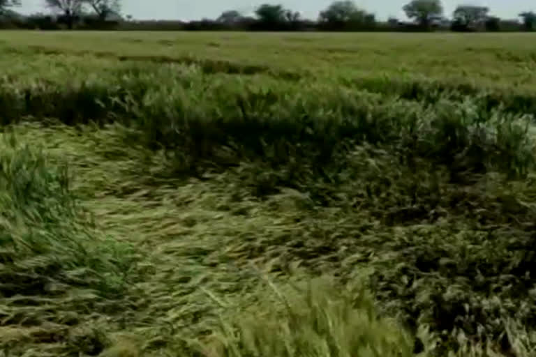 86000 hectares crop damaged in Hadoti