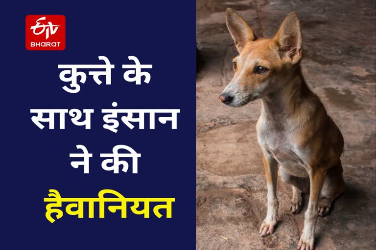 dog rape Etv Bharat