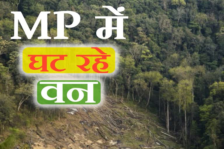 forests decreasing in mp