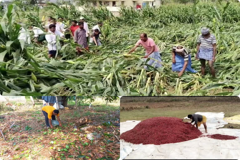 Crops Damaged