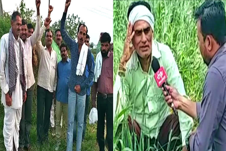 Farmers demand compensation as heavy rain, hailstorms damage crops across Madhya Pradesh