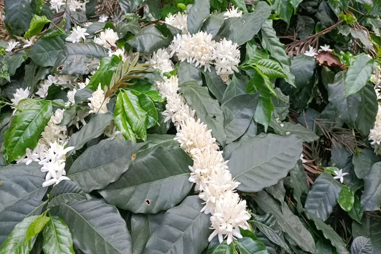 coffee garden in koraput