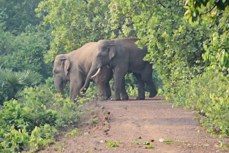 Elephant Attack