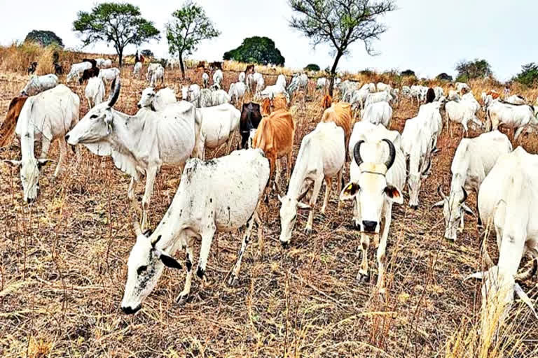 Cows Die After Being Hit Private Travel Bus