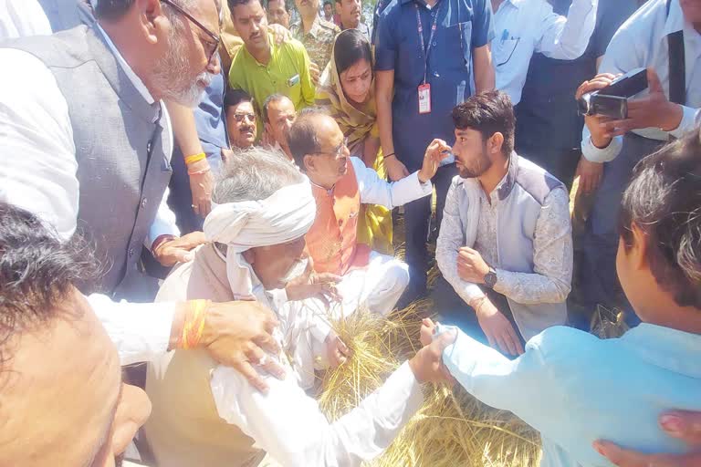 CM Shivraj hailstorm affected fields