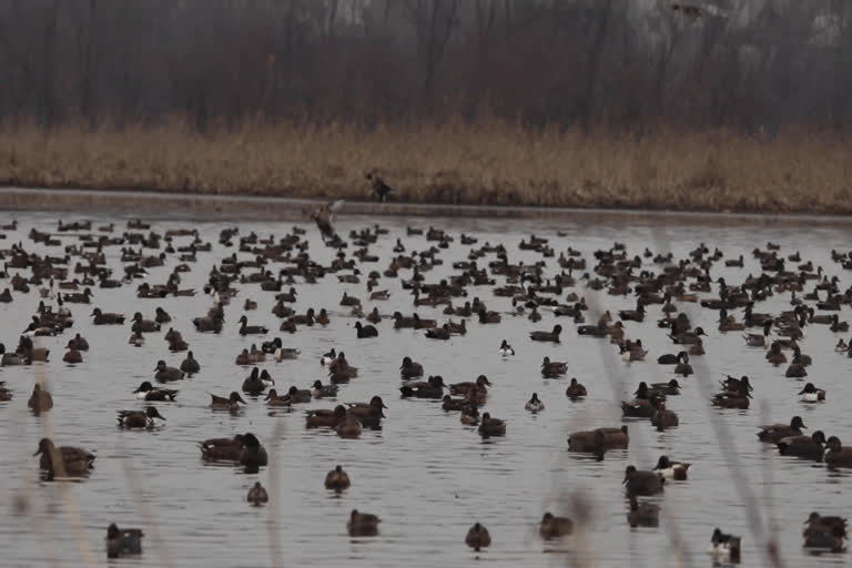 Migratory birds bid adieu to Kashmir as temperature rises