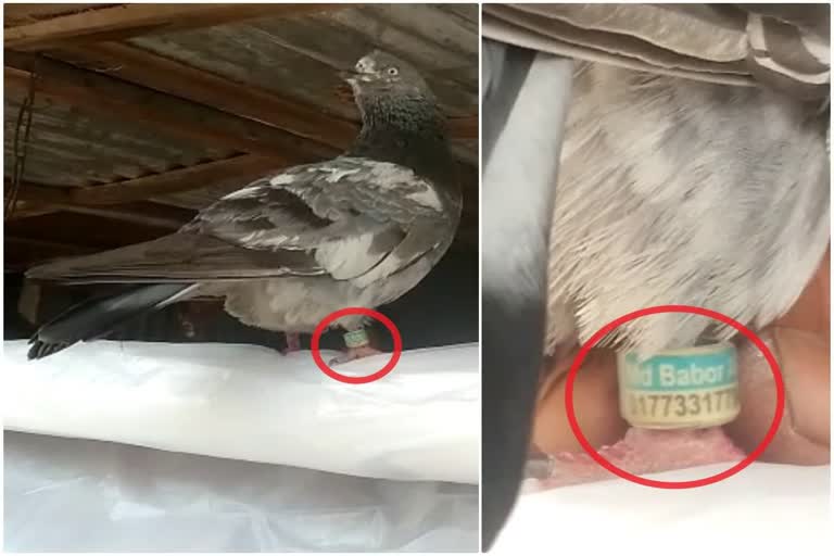 Suspicious pigeon found in Bengal