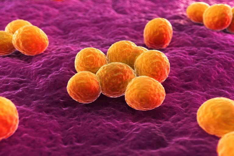 Researchers might have solution to resistant bacteria