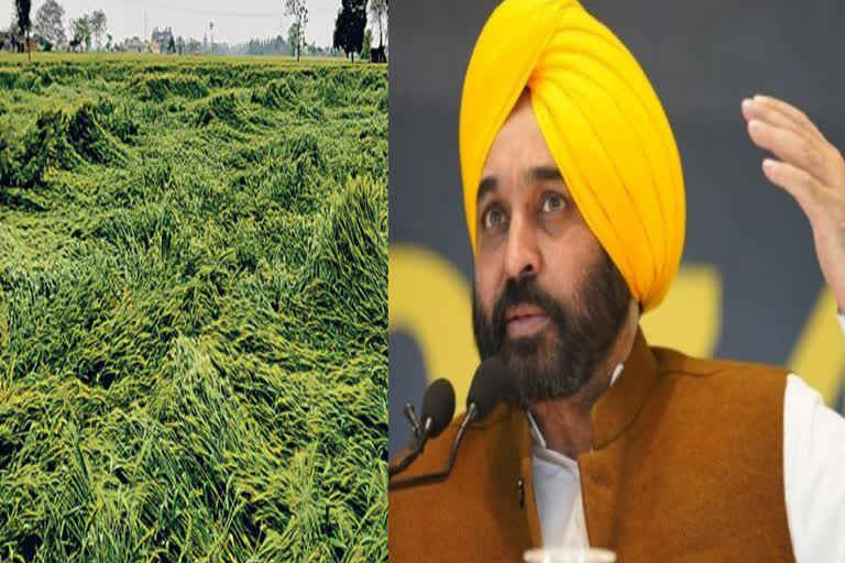 CM Bhagwant Mann said to compensate the farmers for the damaged crop