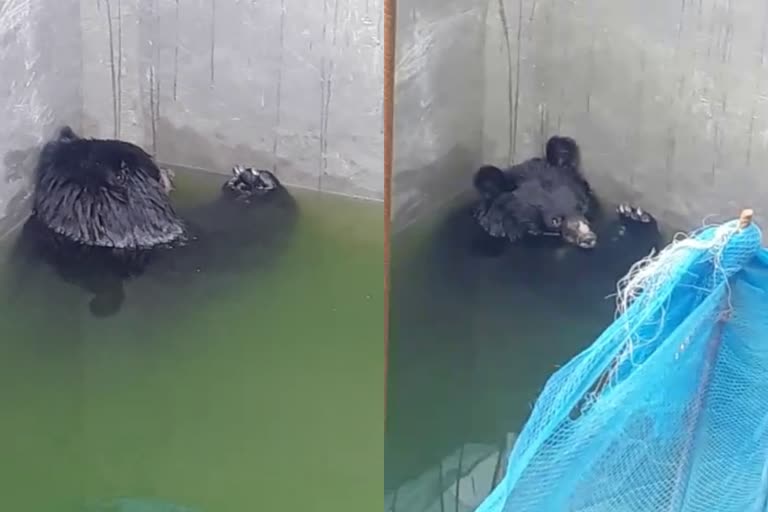 Bear fell in irrigation tank in Rampur Nankhadi