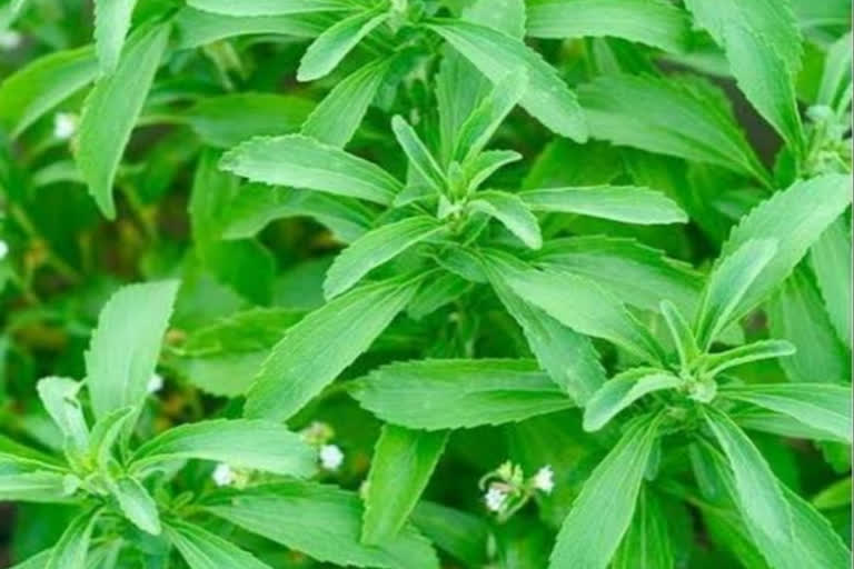 benefits of stevia