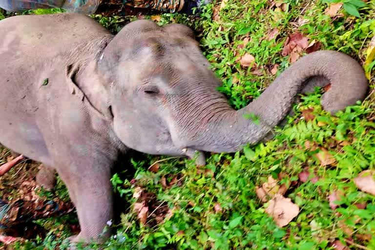 Indian Army takes responsibility for death of three elephants during drill in West Bengal, says Forest Dept