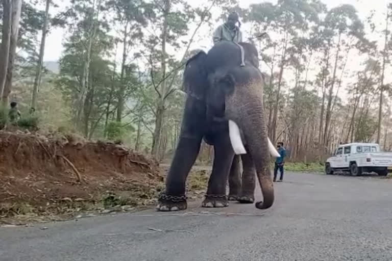 Sooryan  arrangements to trap Arikkomban  Arikkomban  Arikkomban wild elephant Idukki  forest department  അരിക്കൊമ്പനെ പൂട്ടാന്‍ കച്ചമുറുക്കി വനം വകുപ്പ്  വനം വകുപ്പ്  അരിക്കൊമ്പന്‍ എന്ന കാട്ടാന  അരിക്കൊമ്പന്‍  വിക്രം എന്ന കുങ്കിയാന