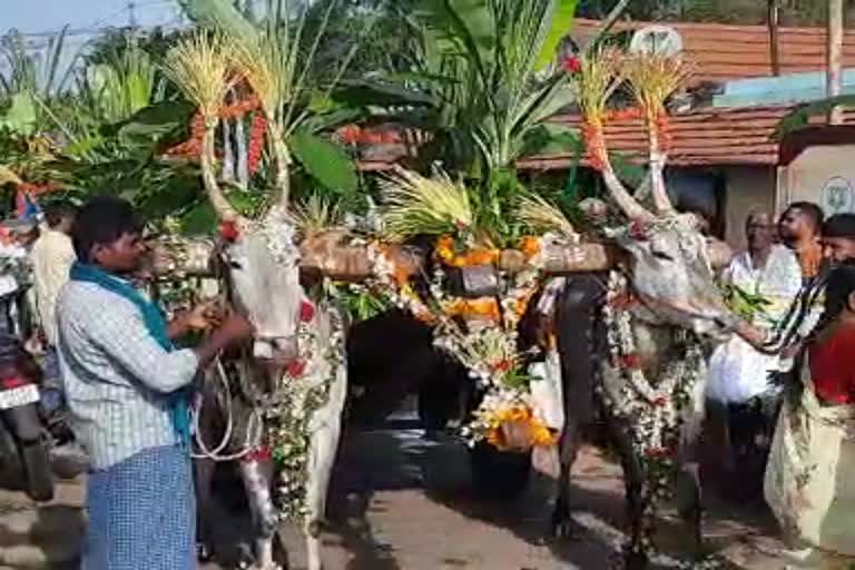 Farmers celebrate Honneru: Start agricultural activity on Ugadi