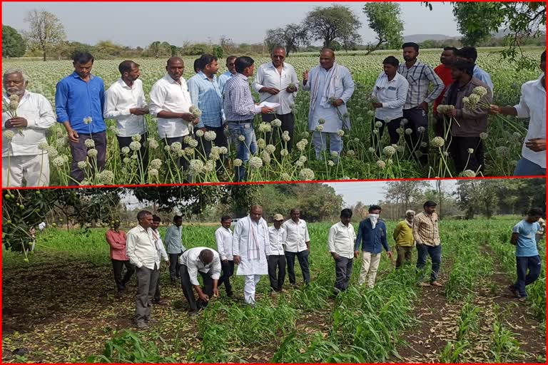 Panchnama begins in hail hit Patur