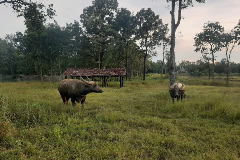 female wild buffalo from Assam