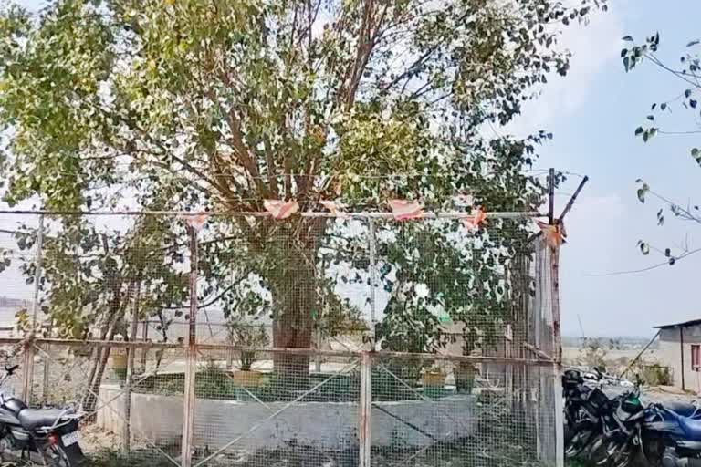 Madhya Pradesh VVIP Tree