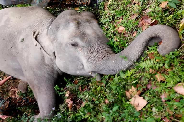 Elephant Body Recovered