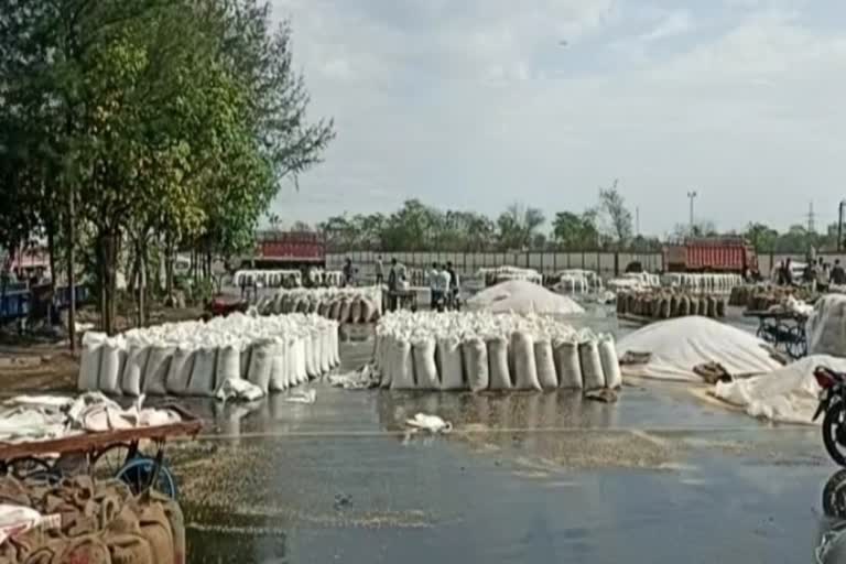 Unseasonal rain in Rajkot : બેડી માર્કેટિંગ યાર્ડમાં ખેડૂતોના માલને નુકસાન, આવો પાક પલળી ગ્યો