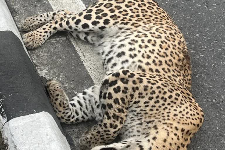 Panther Dies In Sirohi