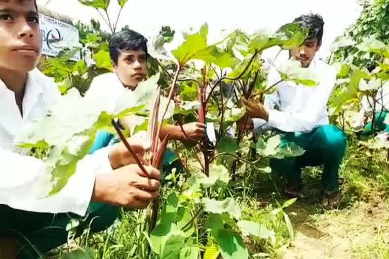 Under the National Skills Qualification Framework programme, a vocational agriculture course is being taught in 36 schools across Mahasamund district where teachers and students have taken up the task of cultivating red ladies finger.