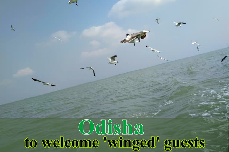 Odisha to welcome winged guests