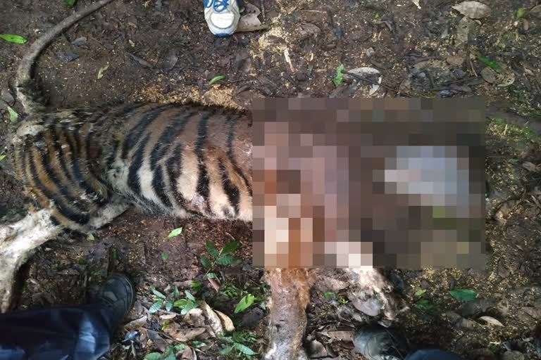 megamalai tiger death, மேகமலை குட்டிப்புலி உயிரிழிப்பு