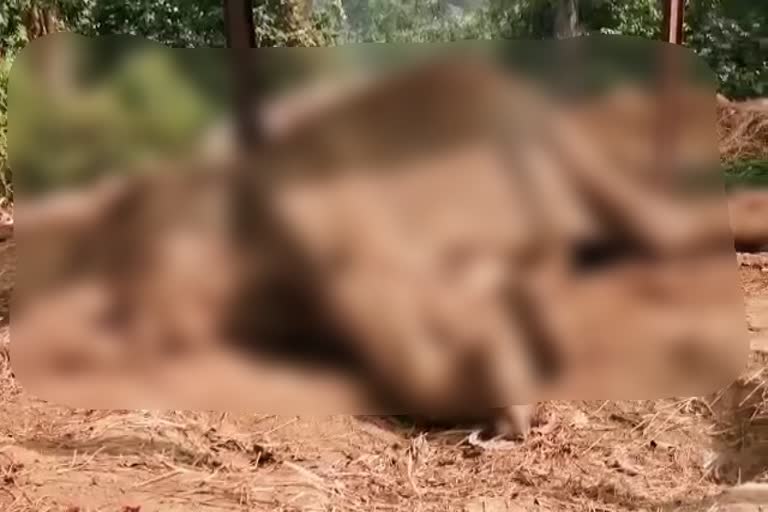 Female elephant died in Seraikela