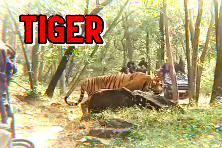 सतपुड़ा टाइगर रिजर्व, Satpura Tiger Reserve, पर्यटकों को रोड पर दिखा टाइगर, टाइगर