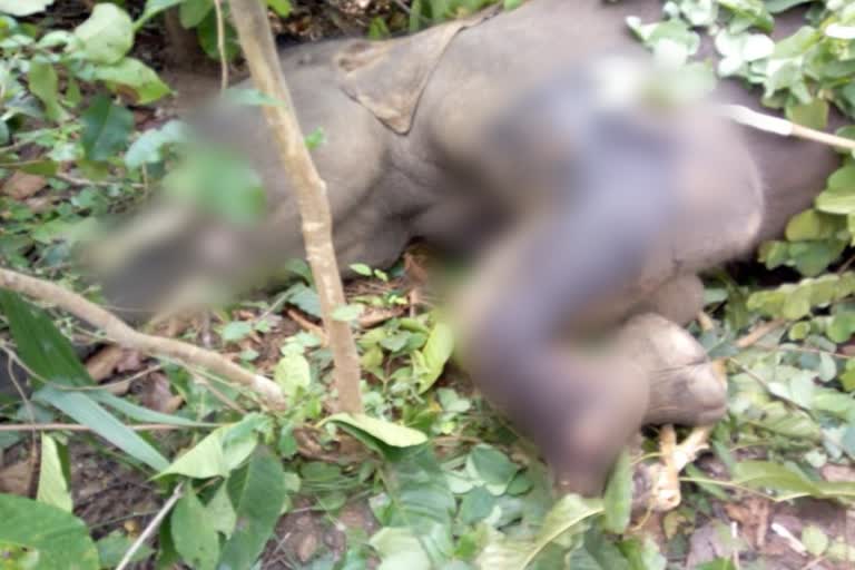 _a elephant death in anugul