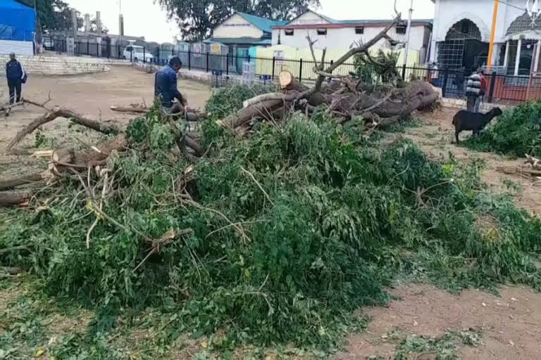 condemns of cutting of tree in Nahan