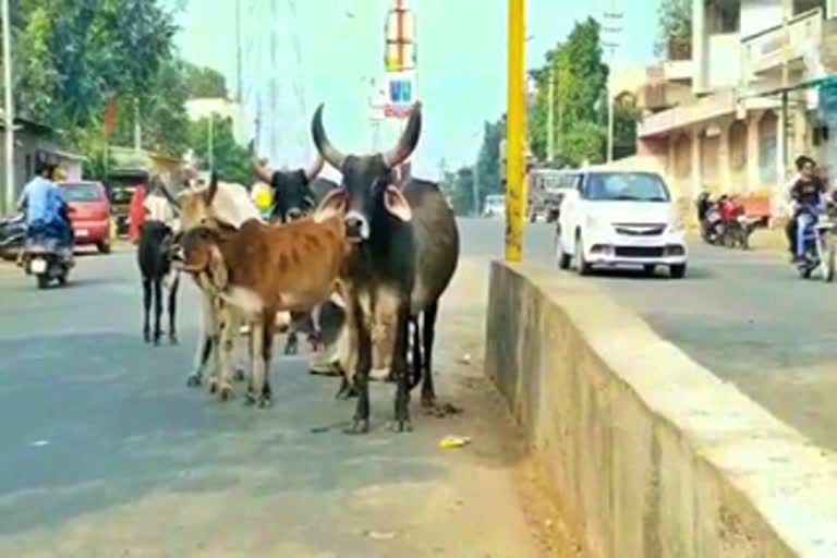 World Maldhari day celebration in banaskantha